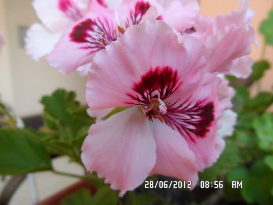 Gardenia Apartments Primorsko Extérieur photo